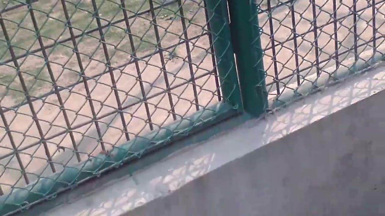 chimpanjee: real like humans: only NTNC: zoo: jawlakhel: lalitpur: nepal: