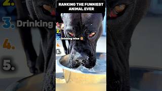 The behavior of vicious dogs #animals #animalshorts #animalrescue #ranking #shorts