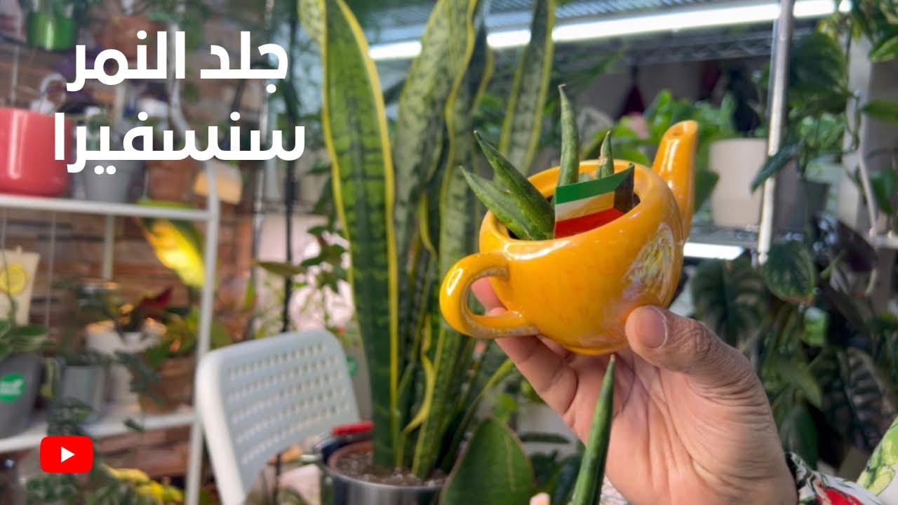 كيف الرعاية والاهتمام بنبات جلد النمر سنسفيرا ونمو وتجذير