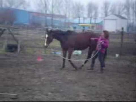 Horsemanship day / A Parelli-nap