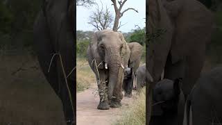 Beautiful elephant sightings compilation ? wildlife wildafrica africanwildlife elephant