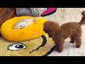 Yukka the dog is a bully and a troublemaker. Собака Юкка-это собака забияка и приставака
