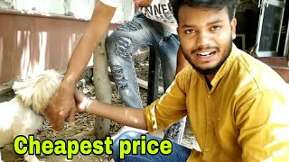 wholesale market cheap price in India || pitbull dog wholesale market cheap price in India || pitbull dog