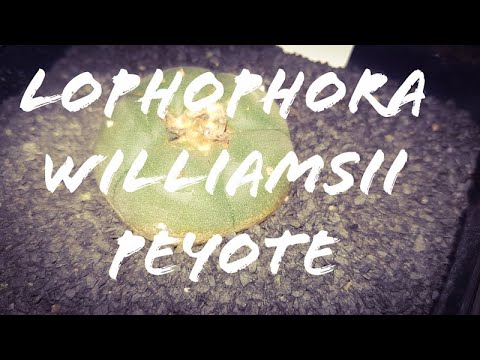 Video: Waarom is lophophora illegaal?