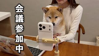 Adorable Shiba Inu joins a work meeting remotely with his mom