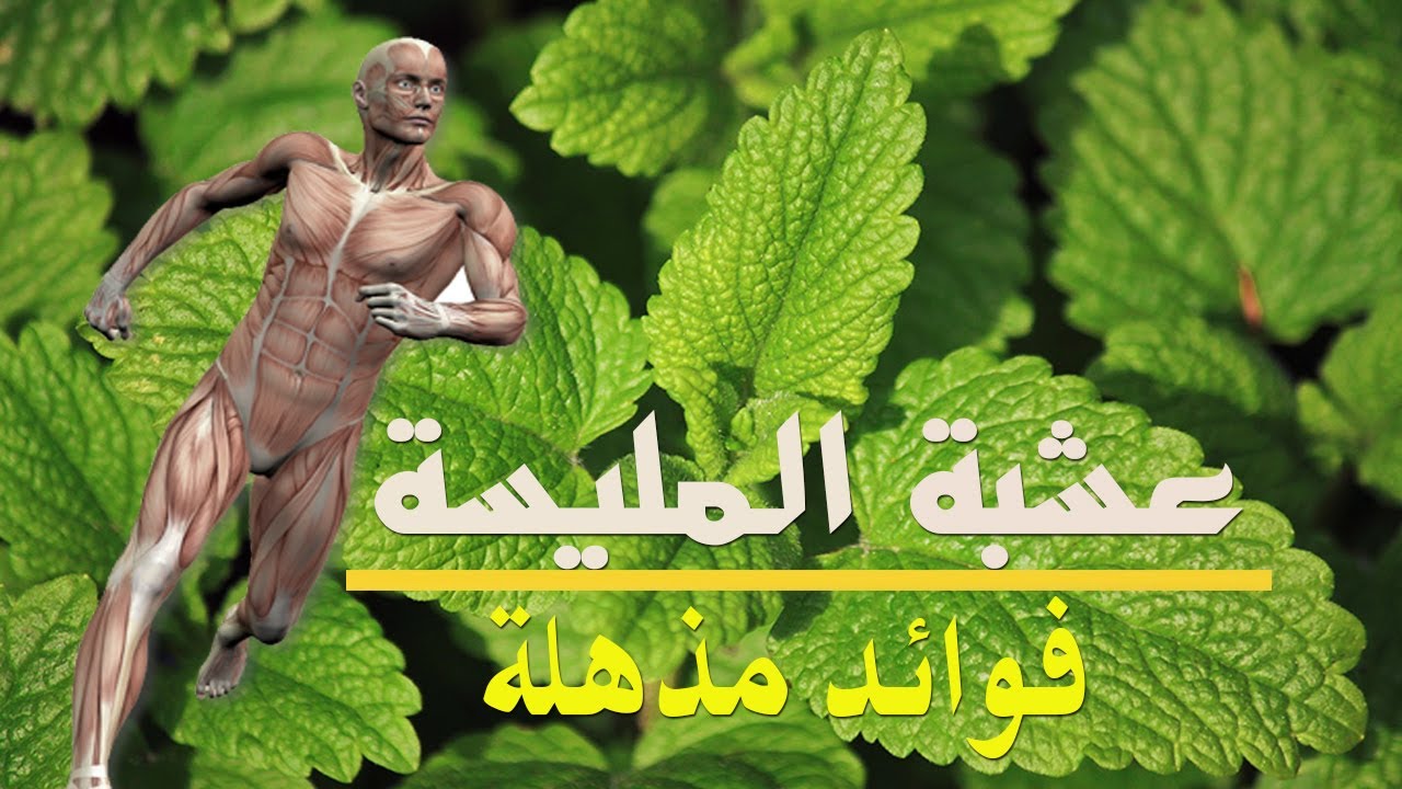 هل تعلم ماهي فوائد عشبة المليسة ؟ وموانع استخدامها