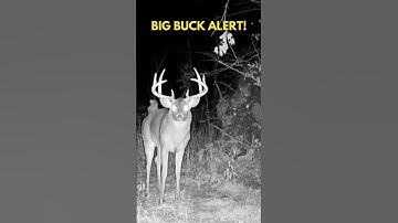 BIG Buck Works Trail Camera Scrape #shorts #deer #deercam #trailcamera #trailcam