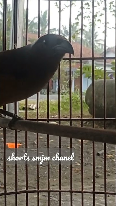 sudah berani di depan kamera!! cendet raja ekor panjang