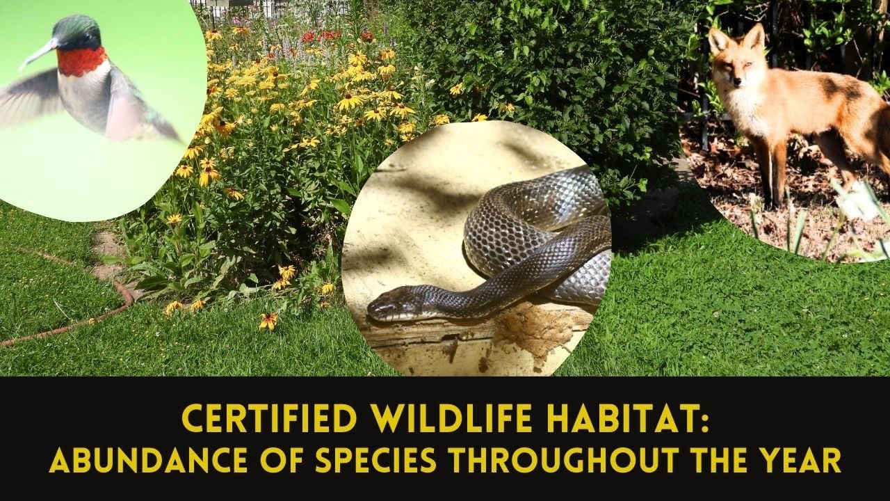Abundant Diversity in the Certified Wildlife Habitat Backyard