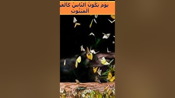 اسم من أسماء يوم القيامة_سورة القارعة_ماذا أتعلم من سورة القارعة_بصوت الشيخ مشاري العفاسي
