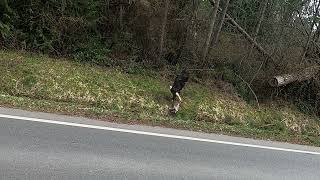 bald eagle eating a cat