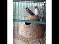 birds#hamza birds