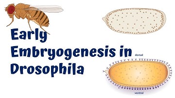 Early Embryogenesis in Drosophila || Animation Video