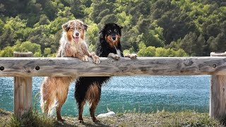 Exploring the Celestial Connection Between Australian Shepherds and the Stars