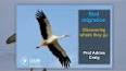 The Fascinating World of Bird Migration ile ilgili video