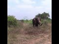 Wildlife officials treated the injured elephant | 野生動物担当者が負傷したゾウを治療した | Wildlife | Animals #shorts