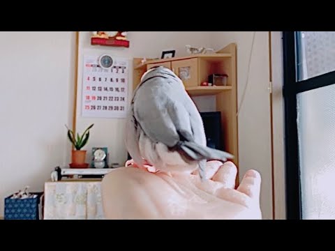 飼い主の手にウンチ爆弾を投下して飛び去っていく文鳥　あずき　java sparrow