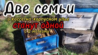 Две семьи в кассетно-корпусном улье станут одной с двумя матками