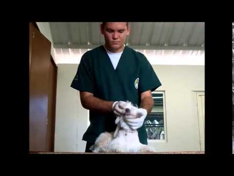 Video: Piel Azul Y Membranas Mucosas En Perros