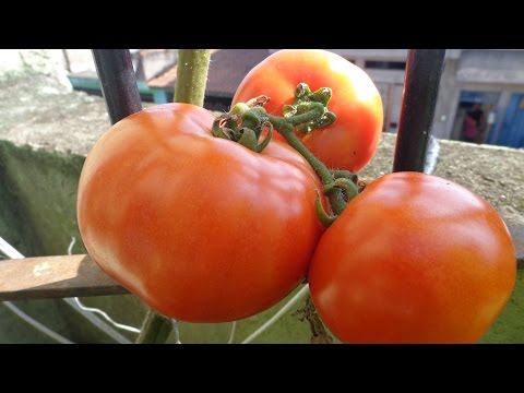 Vídeo: O que é um tomate vermelho de outubro: dicas para cultivar tomates vermelhos de outubro