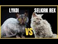 Lykoi Cat VS. Selkirk Rex Cat の動画、YouTube動画。