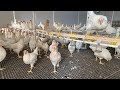 Lohman Sandy Yumurta Tavuklarımızın Kümes Hazırlığı - Kış Şartlarında Tavuk Bakımı