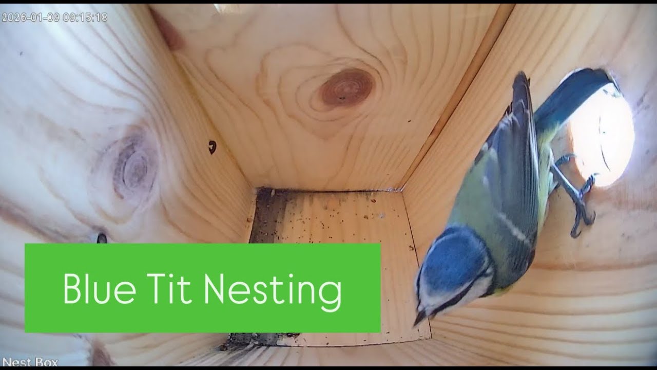 🔴A Tiny Life, A Long Winter Night | Blue Tit Roosting LIVE | Blue Tit Nesting Watch 2026 🎥