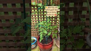 ⚠️ Need help with support / trellis for my cherry tomato vine 🍅. Hacks, ideas?