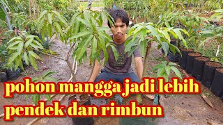 cara buat tabulampot mangga pendek bag.2 || muttaqin muhamad