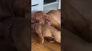 Dogue de Bordeaux puppy just wants to play