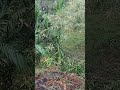 Miya ni watwi oh Ani Kuwai buphang Thai phwng rok ses khai rwkha