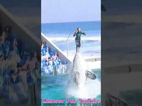 ラビーとスカイロケットキレッキレ!! #Shorts #鴨川シーワールド #シャチ #kamogawaseaworld #orca #killerwhale