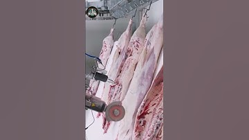 Applying AI technology to pork processing #shorts