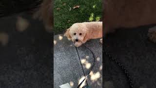 Traffic desensitization by doggydetailtraining No views 3 weeks ago 1 minute, 23 seconds