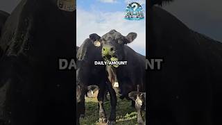 Cow's Red Candy🐄🍬🧂 #animals