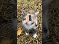 Rawrrrcute cat shorts viral tiktok