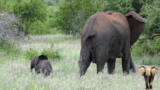 Newborn Baby Elephant Looking For His REAL Mom