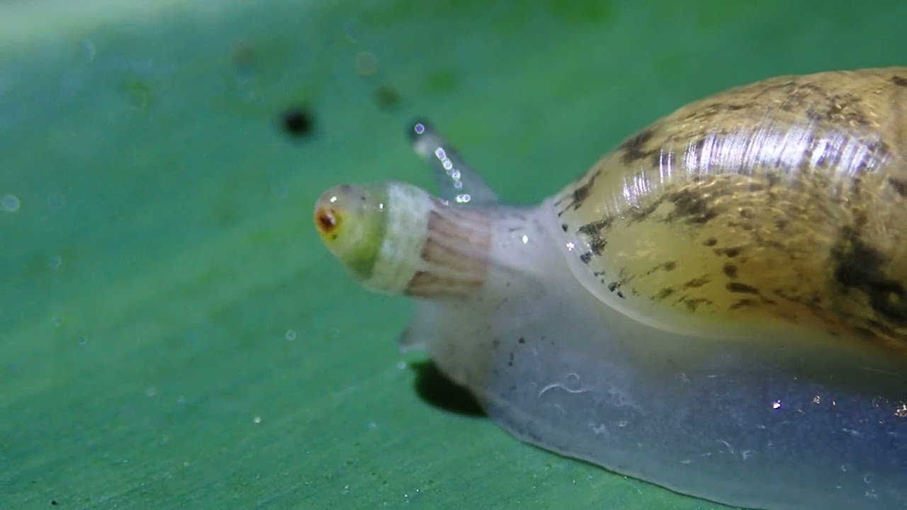 ロイコクロリディウム Leucochloridium passeri