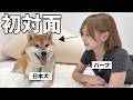 【初対面】 日本犬が大好きなハーフ美女が初めて柴犬を触れ合った反応がこちら。