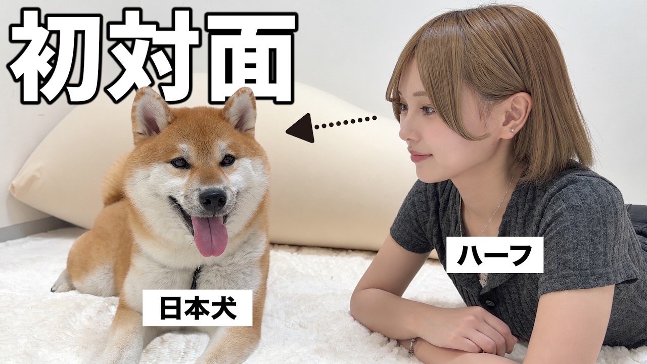 【初対面】 日本犬が大好きなハーフ美女が初めて柴犬を触れ合った反応がこちら。