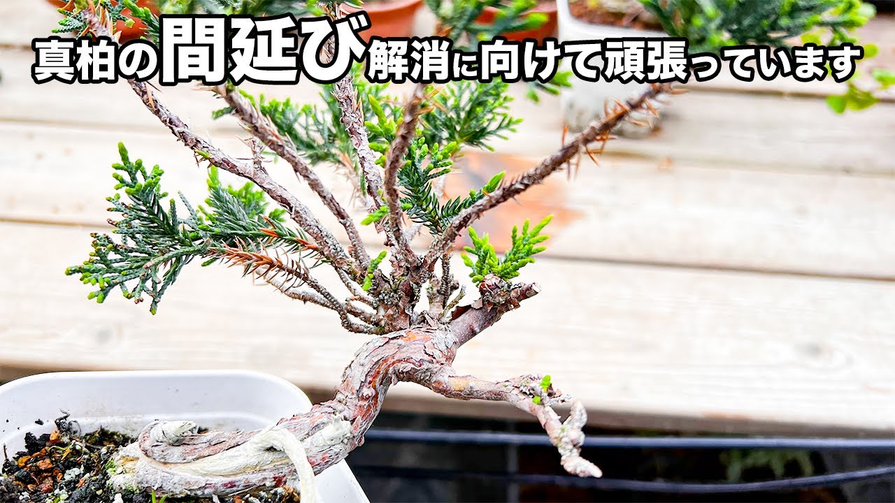 間延びした真柏、胴吹き芽に力を乗せるために余計な枝を落とす - YouTube