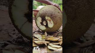 Making of jackfruit chips - one of the Konkan meva you will crave for 