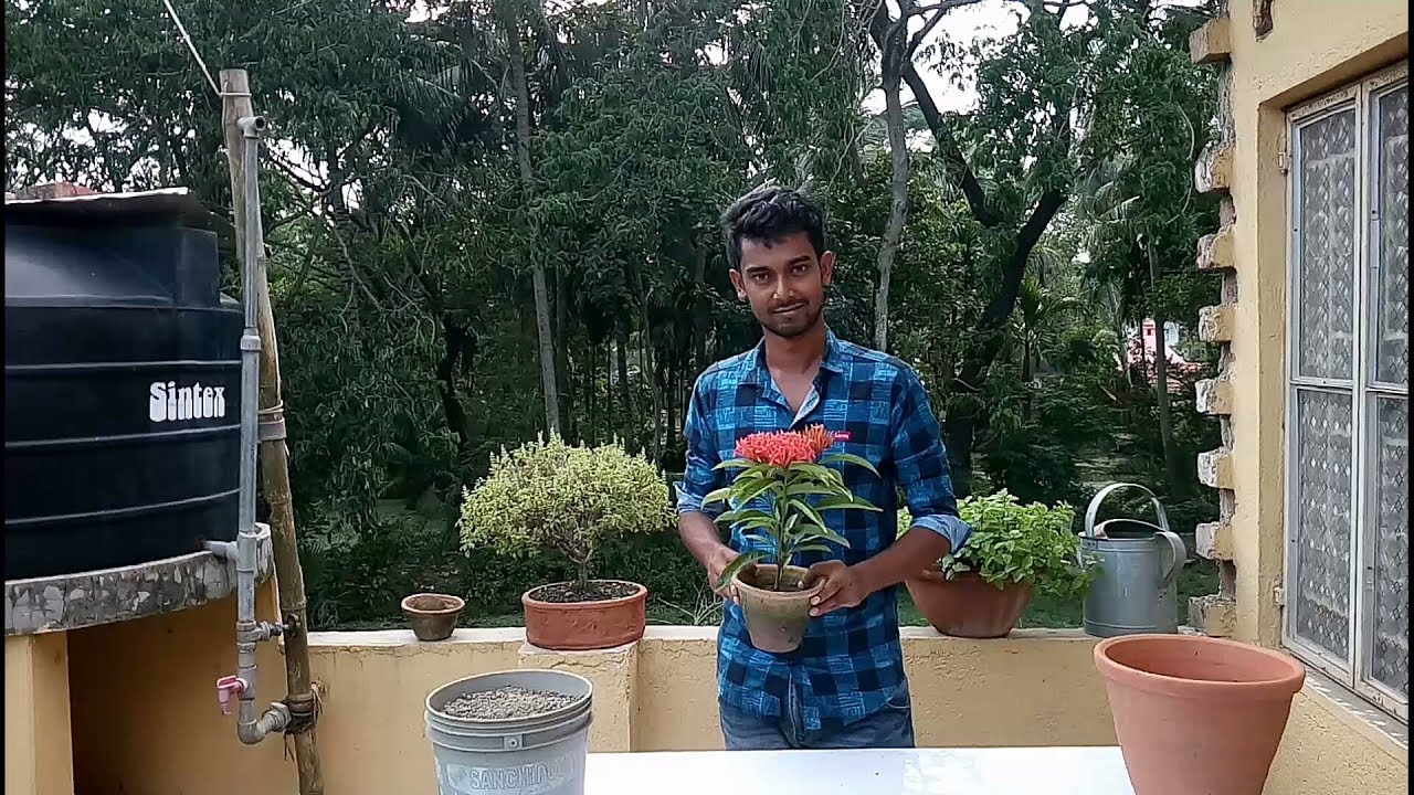 রঙ্গন ফুল গাছের পরিচর্যা আমরা কিভাবে করবো ?