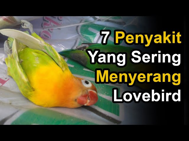 7 Penyakit Yang Sering Menyerang Lovebird Dan Ciri - ciri Gejalanya class=