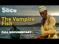 The Vampire Fish I SLICE I Full documentary