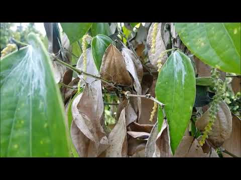 Video: Fire Thread Blight - Cara Mengobati Buah Tin Dengan Penyakit Hawar Daun