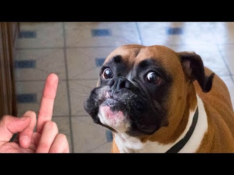 dog-really-hates-middle-finger-compilation