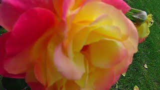 EUGENIA OSTERBERGER LUARD. Les roses de Saadi. Susana de Lorenzo e Beatriz López-Suevos