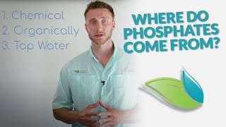 How do Phosphates get into Swimming Pools? | Orenda Whiteboard