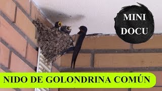 MicroDocu - Nido de golondrina común (Hirundo rustica)